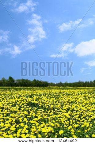 พื้นหลังธรรมชาติสีเหลือง dandelion กรีนฟิลด์