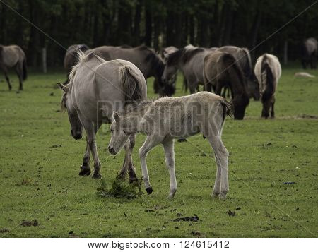 many wild horses in the german muensterland