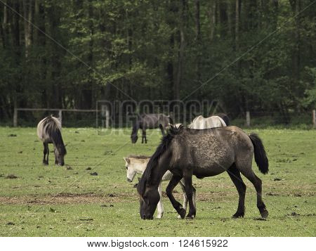 many wild horses in the german muensterland