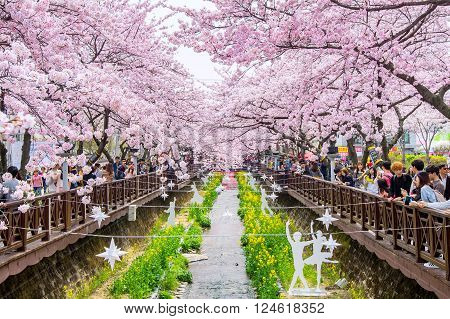 JINHAEKOREA - APRIL 2 2016: Jinhae Gunhangje Festival is the largest cherry blossom festival in Korea.Tourists taking photos of the beautiful scenery around JinhaeKorea on April 22016.