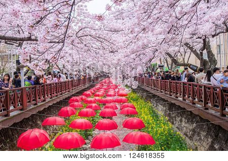 JINHAEKOREA - APRIL 2 2016: Jinhae Gunhangje Festival is the largest cherry blossom festival in Korea.Tourists taking photos of the beautiful scenery around JinhaeKorea on April 22016.