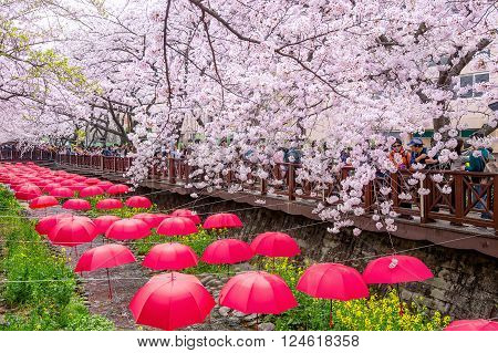 JINHAEKOREA - APRIL 2 2016 : Jinhae Gunhangje Festival is the largest cherry blossom festival in Korea.Tourists taking photos of the beautiful scenery around JinhaeKorea on April 22016.