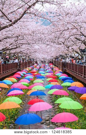 JINHAEKOREA - APRIL 4 : Jinhae Gunhangje Festival is the largest cherry blossom festival in Korea.Tourists taking photos of the beautiful scenery around JinhaeKorea on April 4, 2015.
** Note: Soft Focus at 100%, best at smaller sizes