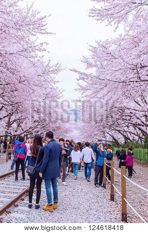 JINHAEKOREA - APRIL 4 : Jinhae Gunhangje Festival is the largest cherry blossom festival in Korea.Tourists taking photos of the beautiful scenery around JinhaeKorea on April 4, 2015.
** Note: Soft Focus at 100%, best at smaller sizes