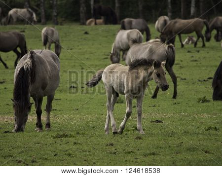 many wild horses in the german muensterland