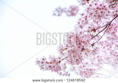 Cherry Blossom in spring with Soft focus Sakura season in korea, Background.
** Note: Soft Focus at 100%, best at smaller sizes