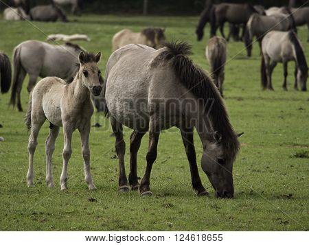 many wild horses in the german muensterland