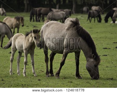 many wild horses in the german muensterland