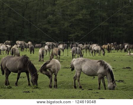 many wild horses in the german muensterland