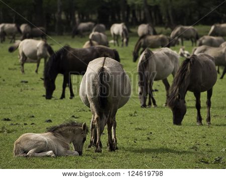 many wild horses in the german muensterland
