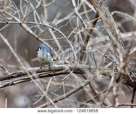 A little gray bird with an echoing voice, the Tufted Titmouse is common in eastern deciduous forests and a frequent visitor to feeders. It has large black eyes, small, round bill, and brushy crest.