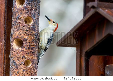 Red Breasted woodpecker feeding in a forest in Quebec.The red-bellied woodpecker is a medium-sized woodpecker. It breeds in southern Canada, northeastern Mexico, and the northeastern United States.