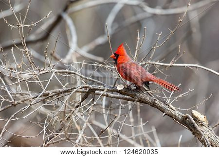 The northern cardinal is a North American bird in the genus Cardinalis; it is also known colloquially as the redbird or common cardinal.During courtship, the male feeds seed to the female beak-to-beak