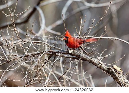 The northern cardinal is a North American bird in the genus Cardinalis; it is also known colloquially as the redbird or common cardinal.During courtship, the male feeds seed to the female beak-to-beak