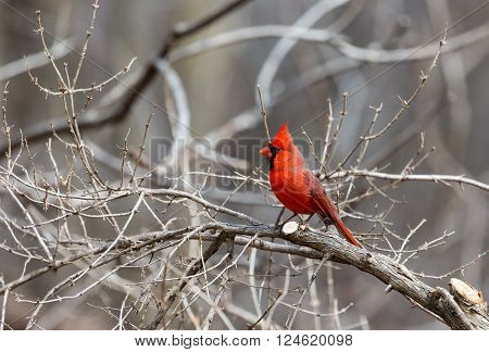 The northern cardinal is a North American bird in the genus Cardinalis; it is also known colloquially as the redbird or common cardinal.During courtship, the male feeds seed to the female beak-to-beak