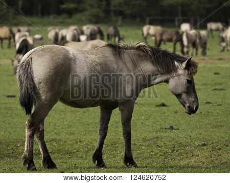 many wild horses in the german muensterland