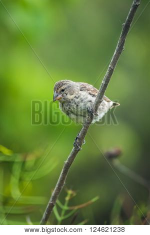 Vegetarian finch perched on branch looking down