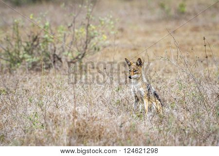 Specie Canis mesomelas family of canidae, black backed jackal in savannah, Kruger park