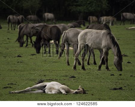 wild horses near the german city of duelmen