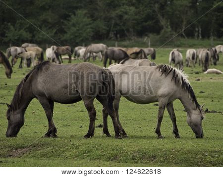 wild horses near the german city of duelmen