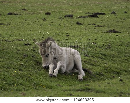 wild horses near the german city of duelmen