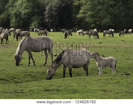 wild horses near merfeld in the german muensterland