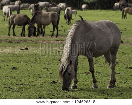 wild horses near merfeld in the german muensterland
