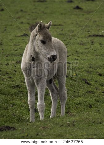 wild horses near merfeld in the german muensterland
** Note: Visible grain at 100%, best at smaller sizes