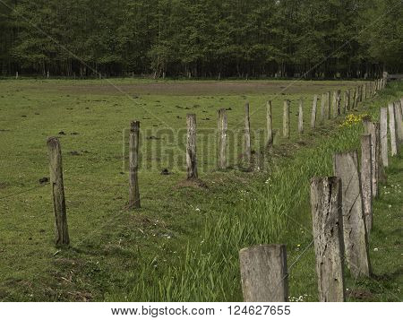 wild horses near merfeld in the german muensterland
