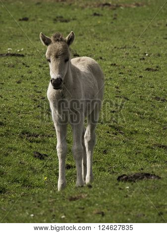 wild horses in the german muensterland near merfeld