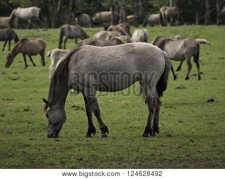 wild horses in the german muensterland near merfeld