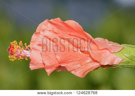 Hibiscus is a genus of flowering plants in the mallow family, Malvaceae.
