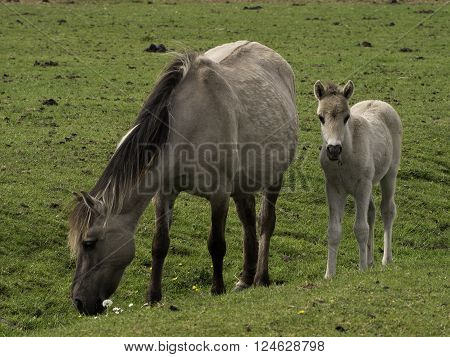 wild horses in the german muensterland near merfeld