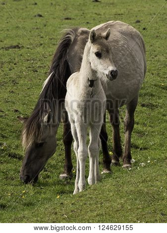 wild horses in the german muensterland near merfeld