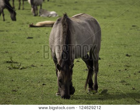 wild horses in the german muensterland near merfeld