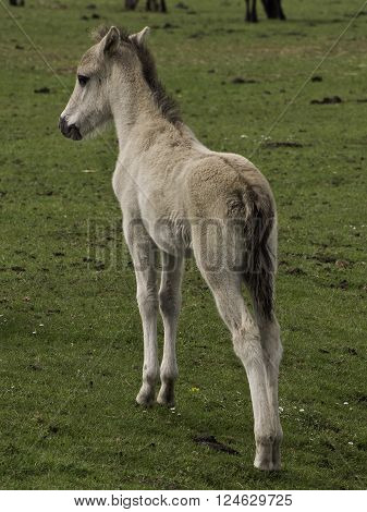 wild horses in the german muensterland near merfeld