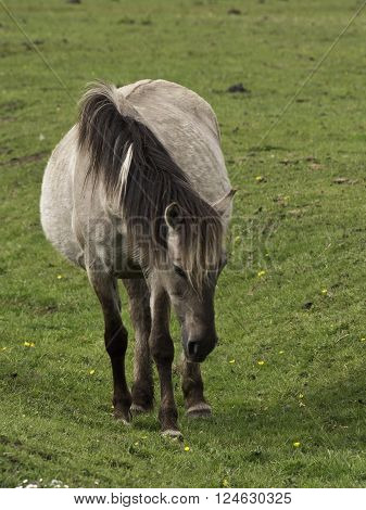 wild horses in the german muensterland near merfeld