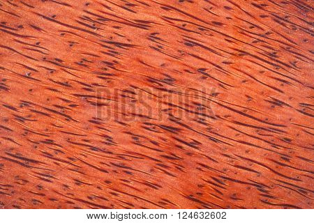 wood grain of coconut ( nature background )