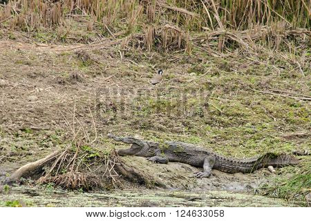 crocodiles or true crodiles are large aquatic reptiles order Crocodilia which includes Tomistoma the alligators and caimans the gharials and all other living and fossil