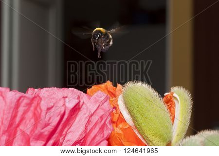 a bumble bee hovering over a poppy in search of nectar