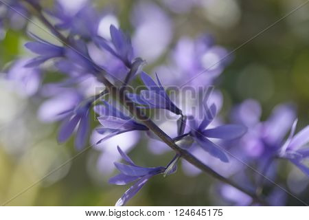 Petrea Volubilis Flowers