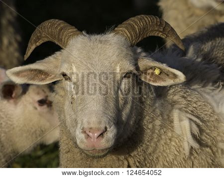 sheeps an lambs in the german muensterland