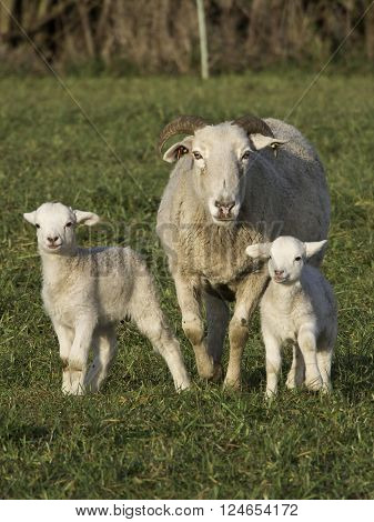 sheeps an lambs in the german muensterland