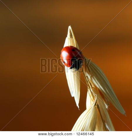 adybug na pšenici