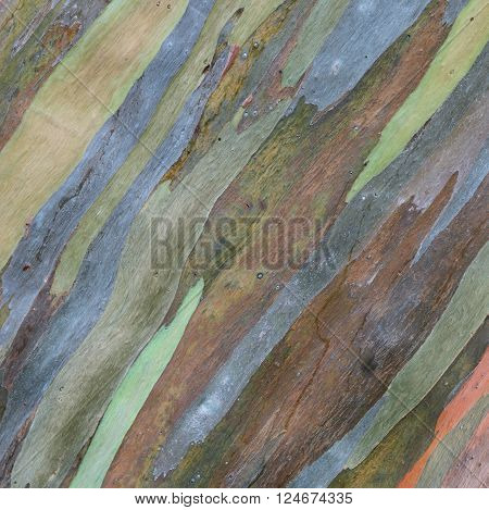 Tree bark texture background of Eucalyptus deglupta