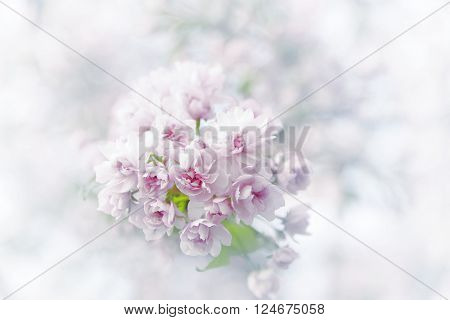 Spring sakura blossoms. Vintage abstract background image.