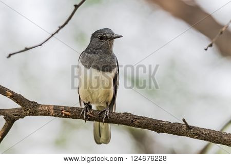 Oriental magpie-robin is a small passerine bird that was formerly classed as a member of the thrush family Turdidae but now considered an Old World flycatcher