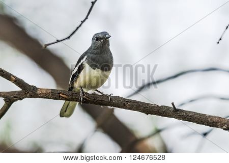 Oriental magpie-robin is a small passerine bird that was formerly classed as a member of the thrush family Turdidae but now considered an Old World flycatcher
** Note: Visible grain at 100%, best at smaller sizes