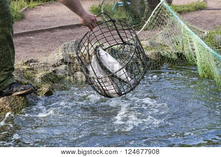 the fisherman pulls out a trout a net from a pond in clear summer day