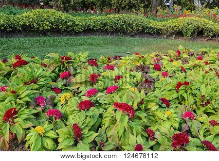 Colorful Cockscomb flower or Celosia cristata flower in the garden